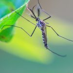 Battling Vector-Borne Diseases